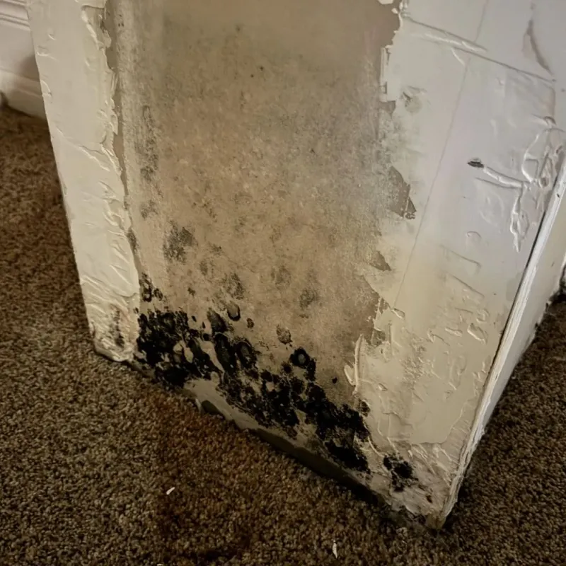 Professional Mold Removal in Monroe, UT